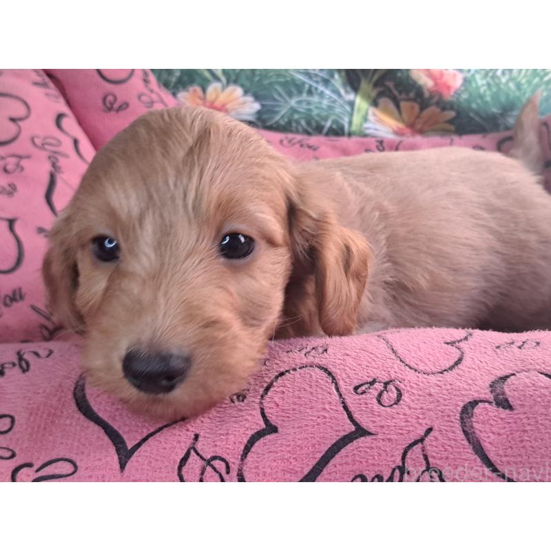 販売中の愛知県のダップー:ミニチュアダックスフンド×トイプードル-429288の9枚目