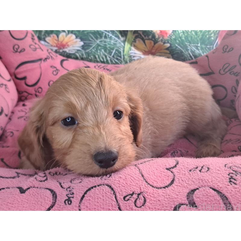 販売中の愛知県のダップー:ミニチュアダックスフンド×トイプードル-429288