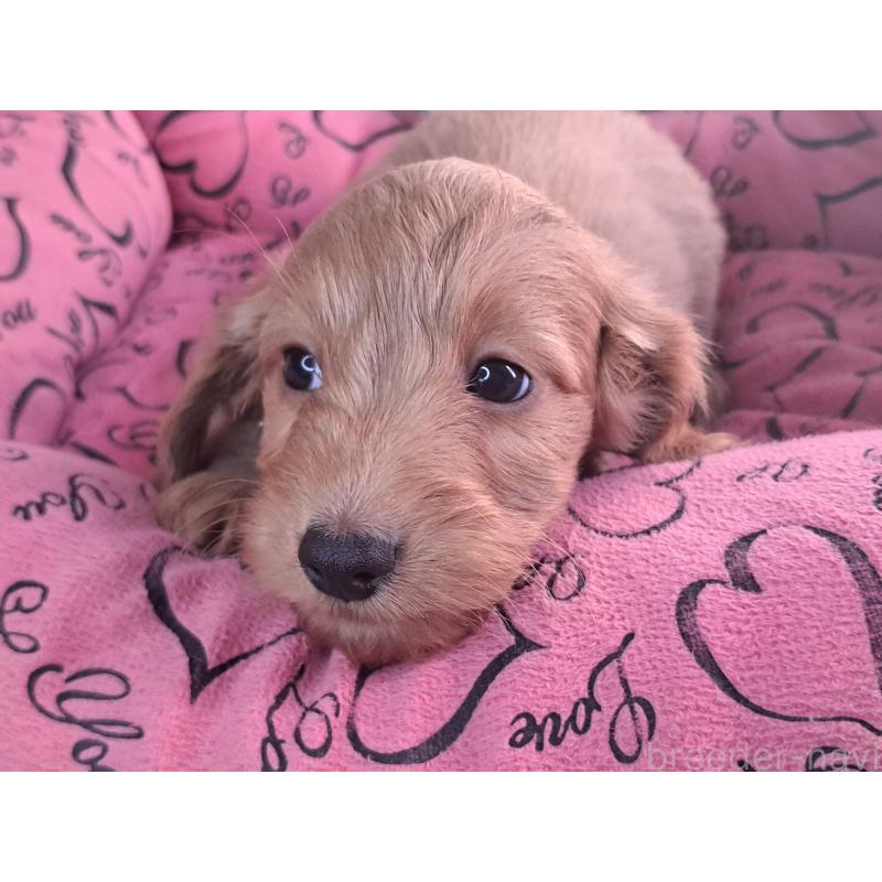 販売中の愛知県のダップー:ミニチュアダックスフンド×トイプードル-429288の6枚目