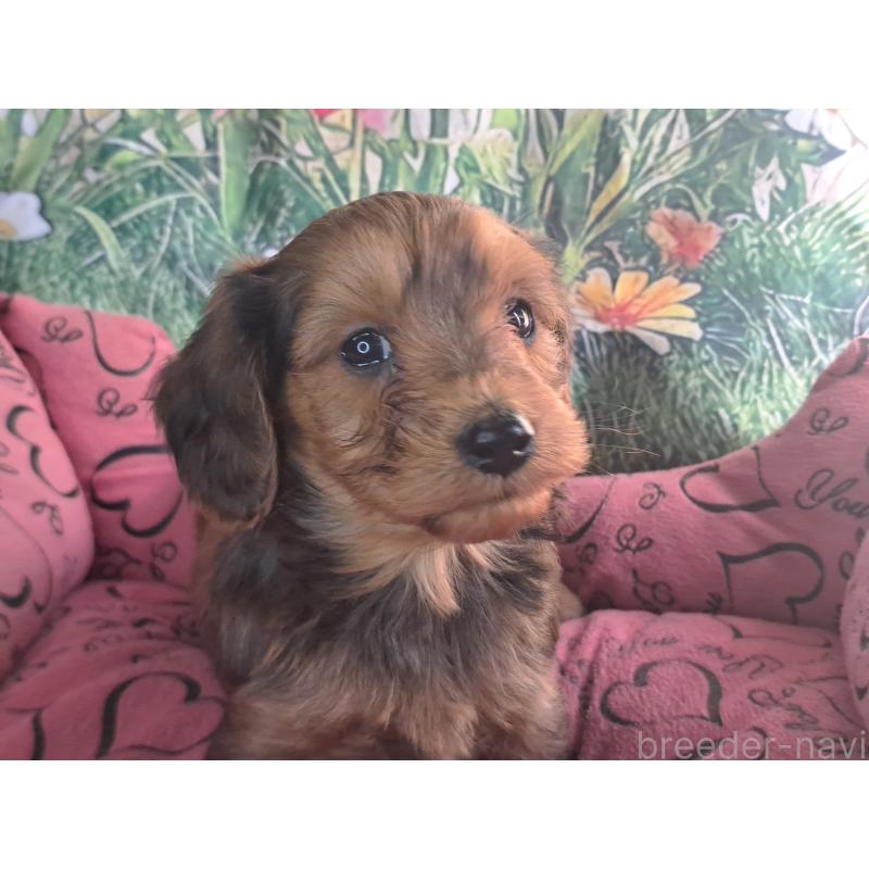 商談中の愛知県のダップー:ミニチュアダックスフンド×トイプードル-429291の11枚目