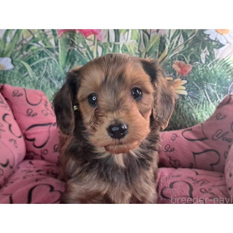 商談中の愛知県のダップー:ミニチュアダックスフンド×トイプードル-429291の10枚目