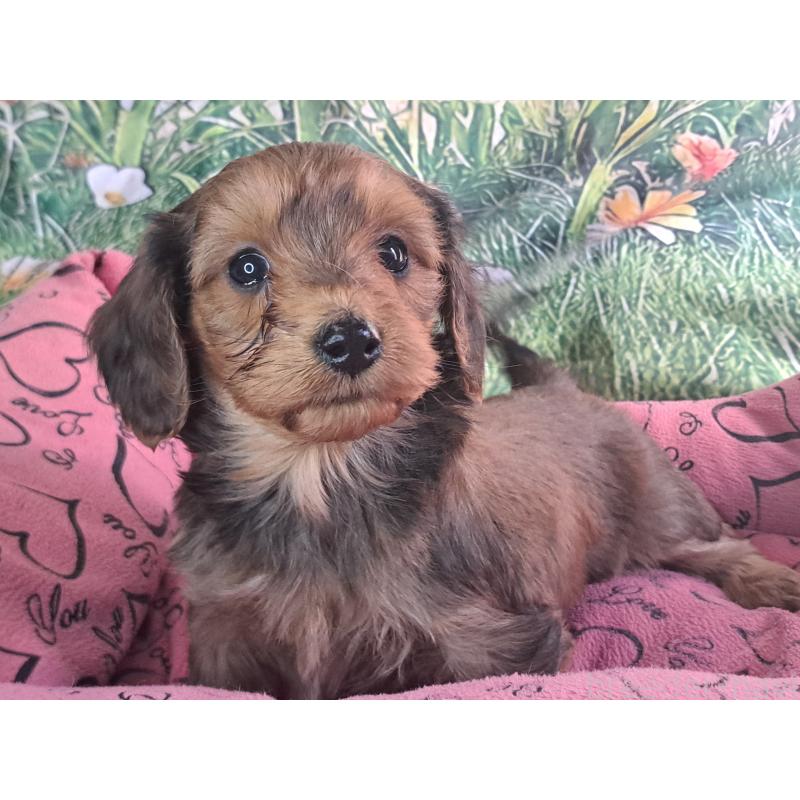 商談中の愛知県のダップー:ミニチュアダックスフンド×トイプードル-429291の9枚目