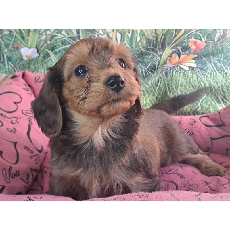 商談中の愛知県のダップー:ミニチュアダックスフンド×トイプードル-429291の8枚目