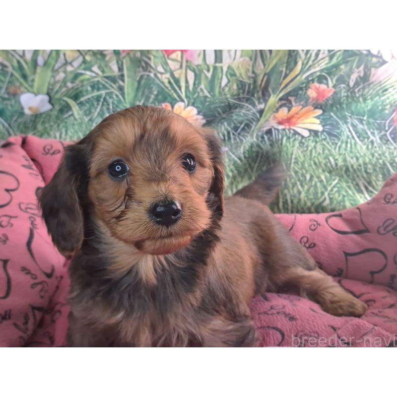 商談中の愛知県のダップー:ミニチュアダックスフンド×トイプードル-429291の7枚目