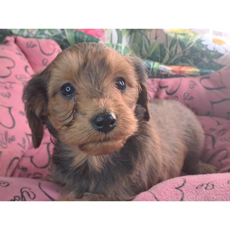 商談中の愛知県のダップー:ミニチュアダックスフンド×トイプードル-429291の6枚目