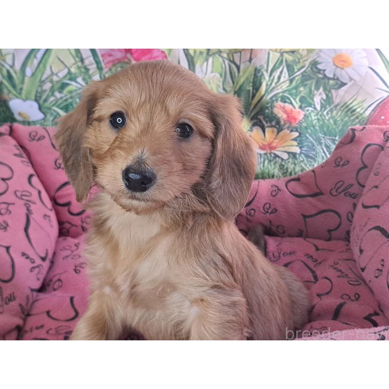 販売中の愛知県のダップー:ミニチュアダックスフンド×トイプードル-429293の11枚目