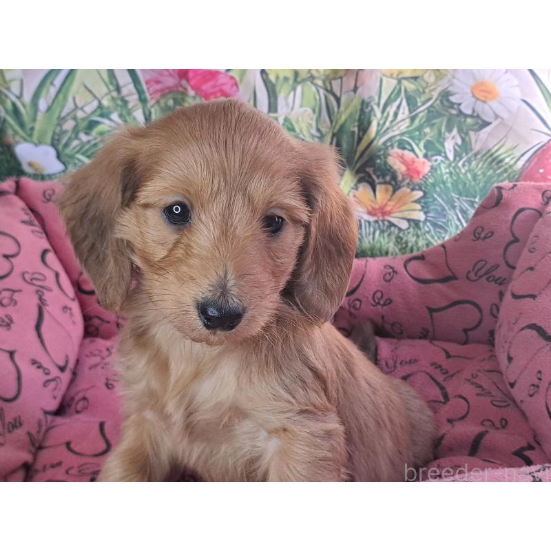 販売中の愛知県のダップー:ミニチュアダックスフンド×トイプードル-429293の10枚目