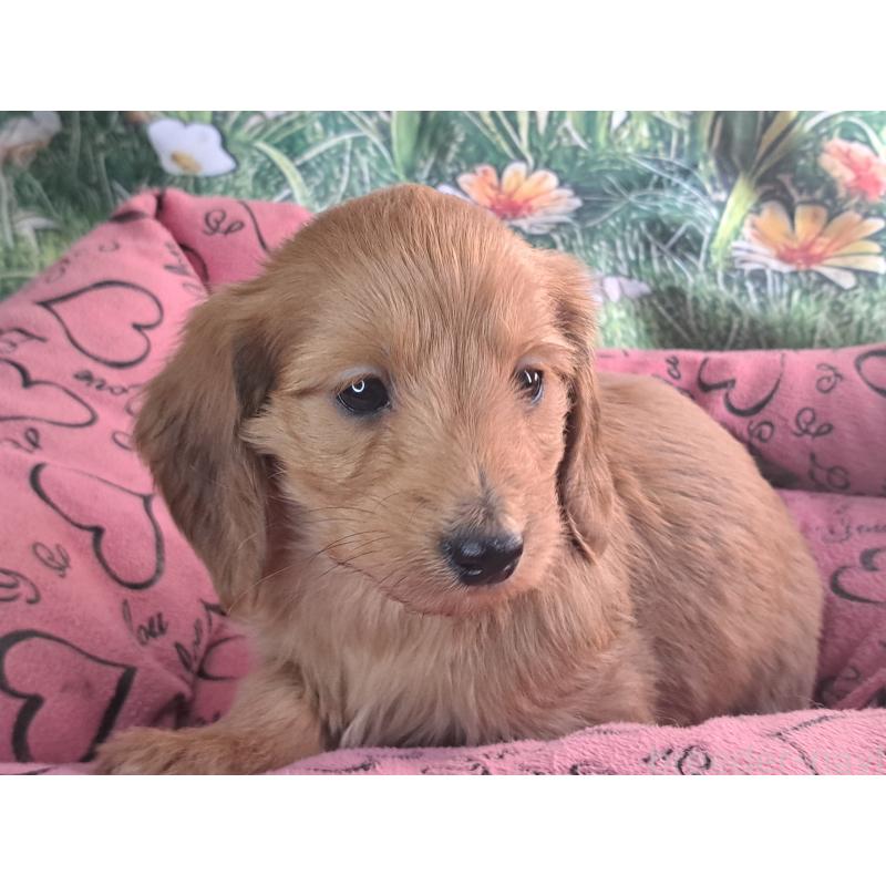 販売中の愛知県のダップー:ミニチュアダックスフンド×トイプードル-429293の9枚目