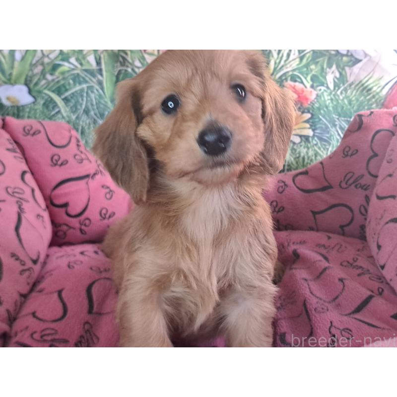 販売中の愛知県のダップー:ミニチュアダックスフンド×トイプードル-429293の7枚目