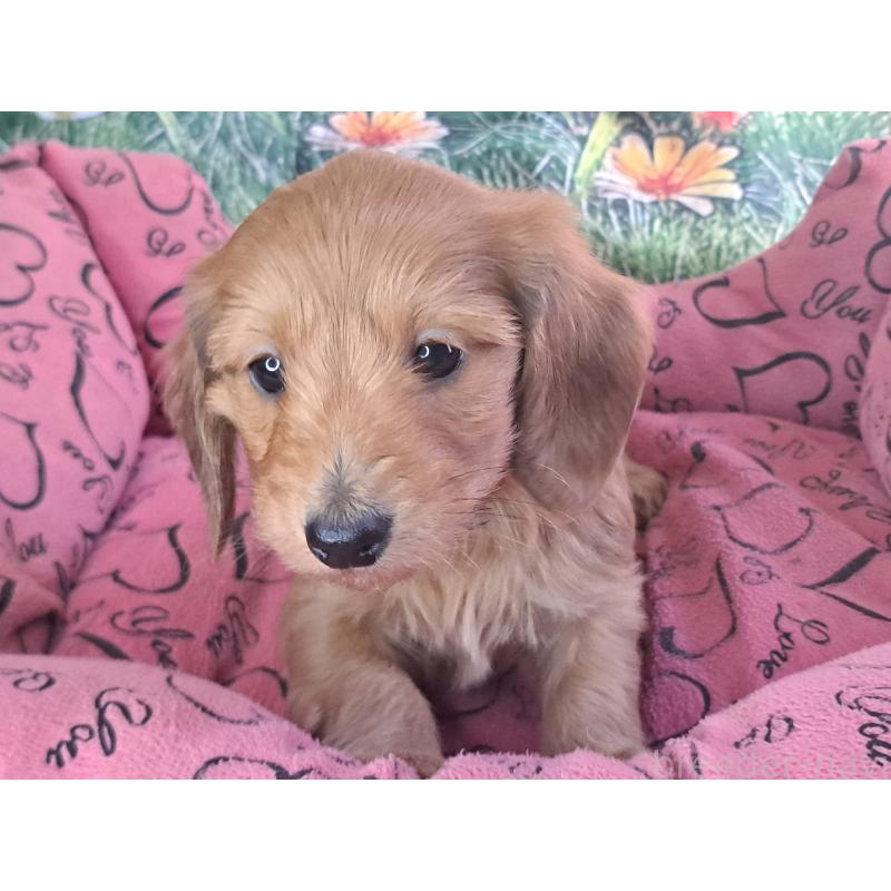 販売中の愛知県のダップー:ミニチュアダックスフンド×トイプードル-429293の6枚目