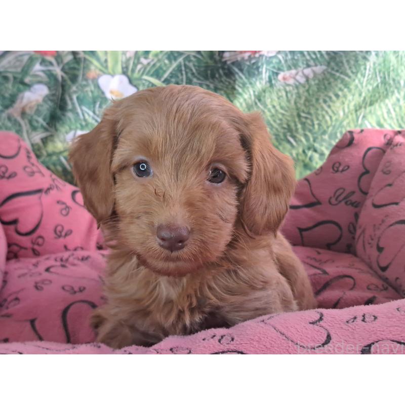 販売中の愛知県のダップー:ミニチュアダックスフンド×トイプードル-429292の11枚目