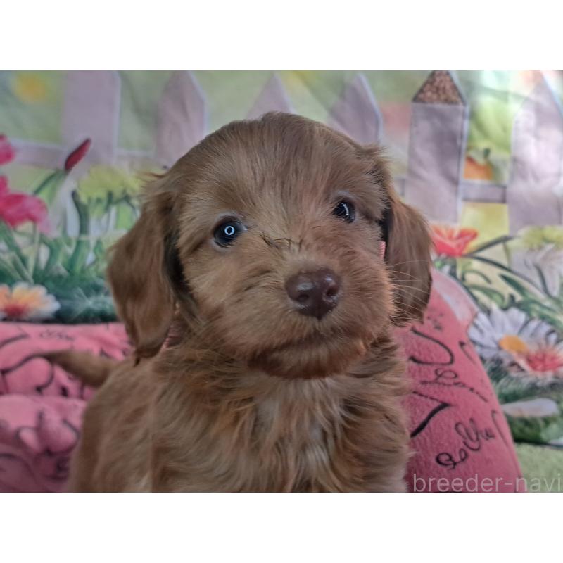 販売中の愛知県のダップー:ミニチュアダックスフンド×トイプードル-429292の9枚目