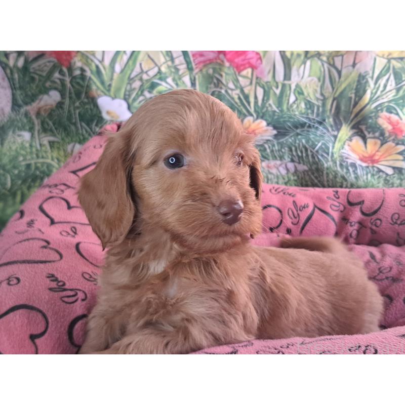 販売中の愛知県のダップー:ミニチュアダックスフンド×トイプードル-429292の7枚目