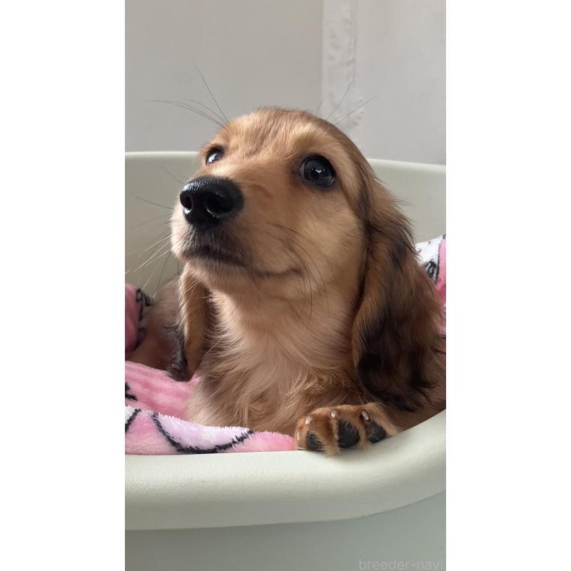 販売中の沖縄県のカニンヘンダックスフンド(ロングヘアード)-436766の6枚目