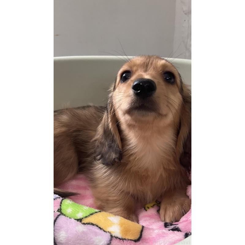 販売中の沖縄県のカニンヘンダックスフンド(ロングヘアード)-436766の5枚目