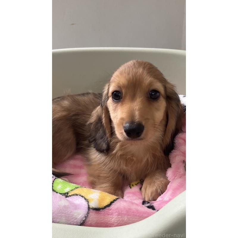 販売中の沖縄県のカニンヘンダックスフンド(ロングヘアード)-436766の4枚目