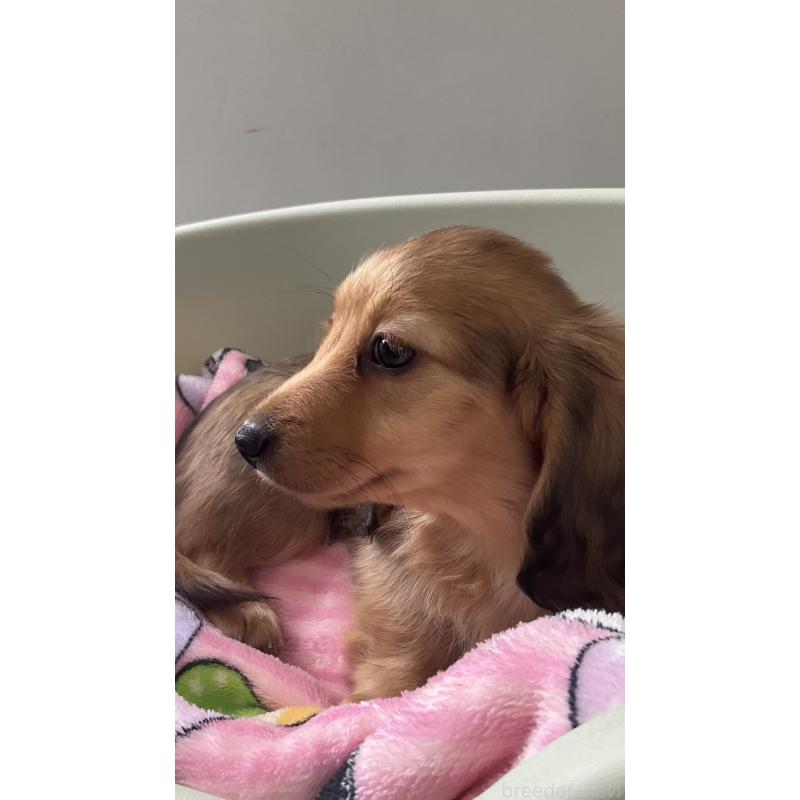 販売中の沖縄県のカニンヘンダックスフンド(ロングヘアード)-436766の3枚目