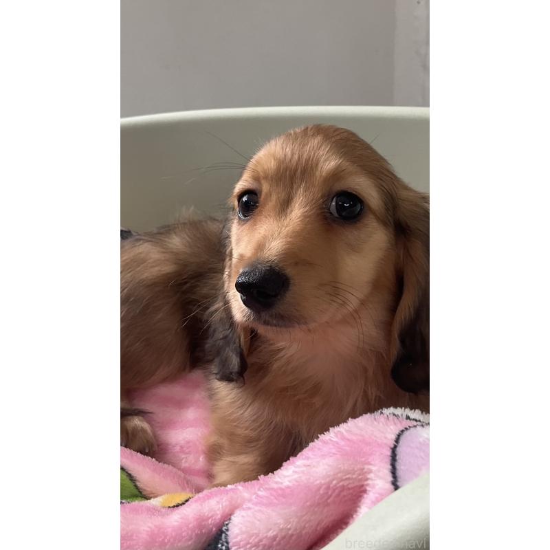 販売中の沖縄県のカニンヘンダックスフンド(ロングヘアード)-436766の2枚目