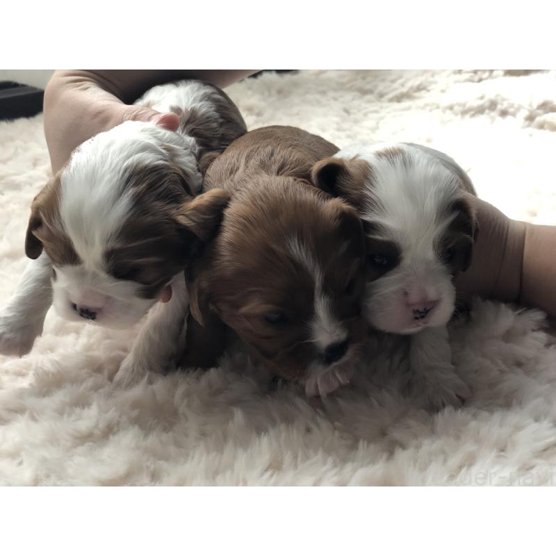 成約済の青森県のキャバリアキングチャールズスパニエル-433203の7枚目