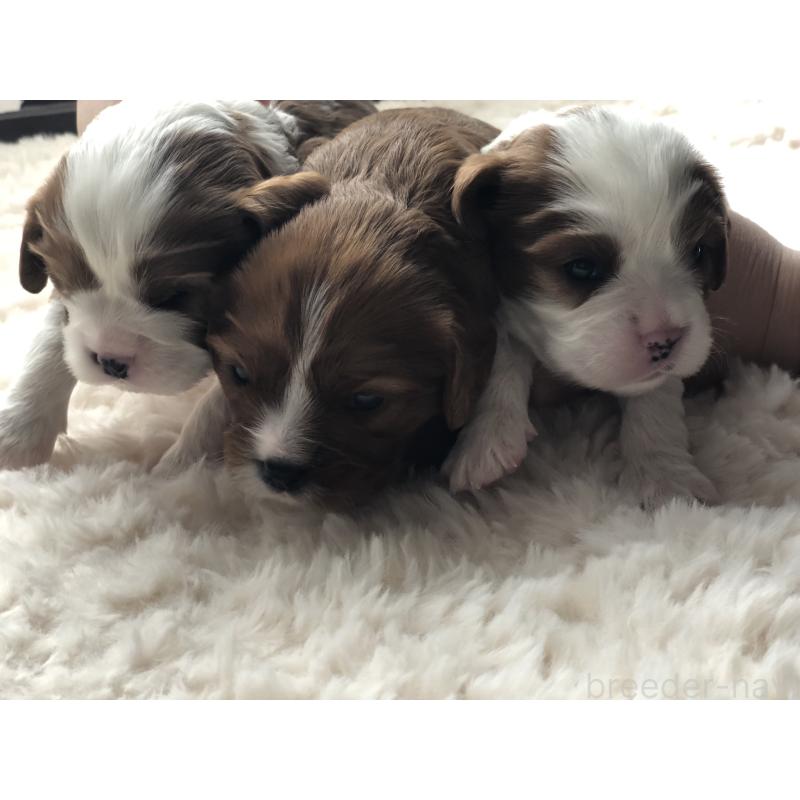 成約済の青森県のキャバリアキングチャールズスパニエル-433203の6枚目