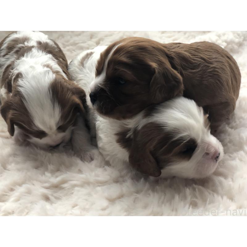 成約済の青森県のキャバリアキングチャールズスパニエル-433203の5枚目