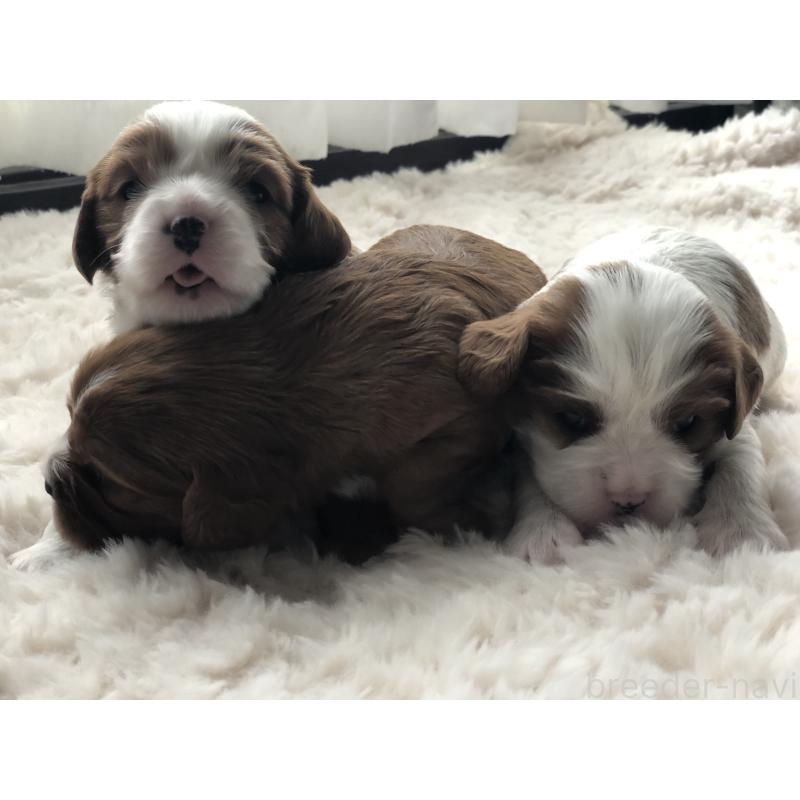 成約済の青森県のキャバリアキングチャールズスパニエル-433203の2枚目