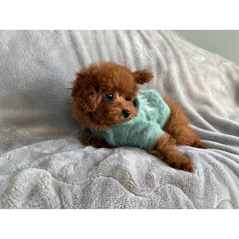 販売中の千葉県のタイニープードル-436768の3枚目