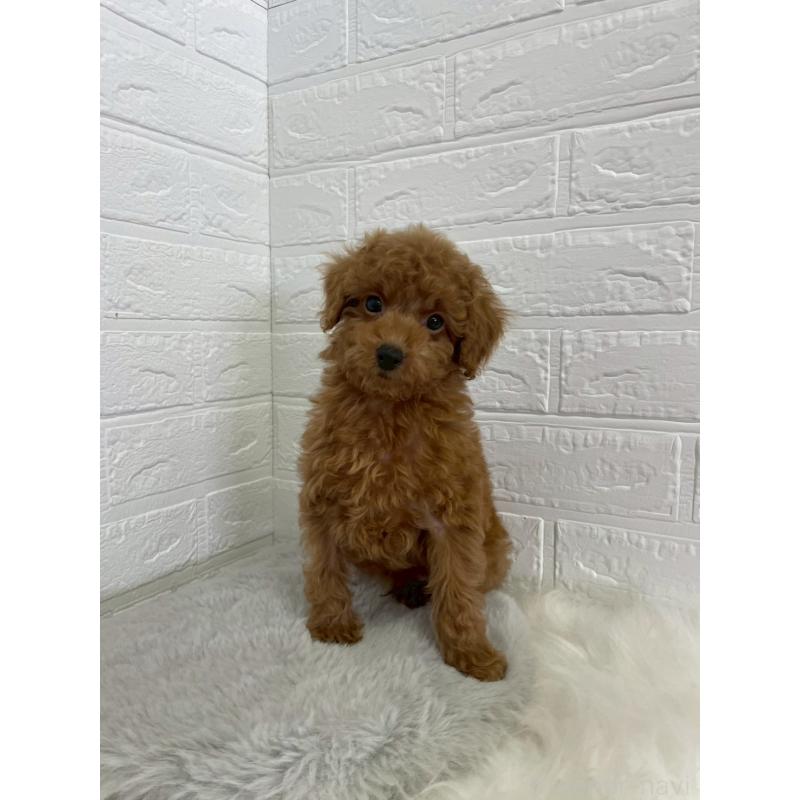 販売中の岡山県のタイニープードル-435363の12枚目