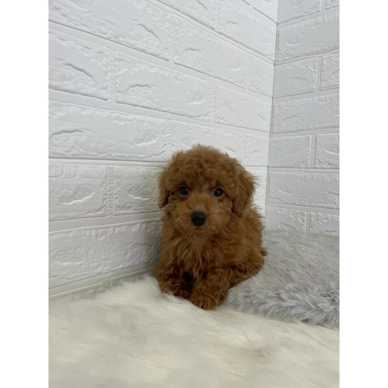 販売中の岡山県のタイニープードル-435363の9枚目