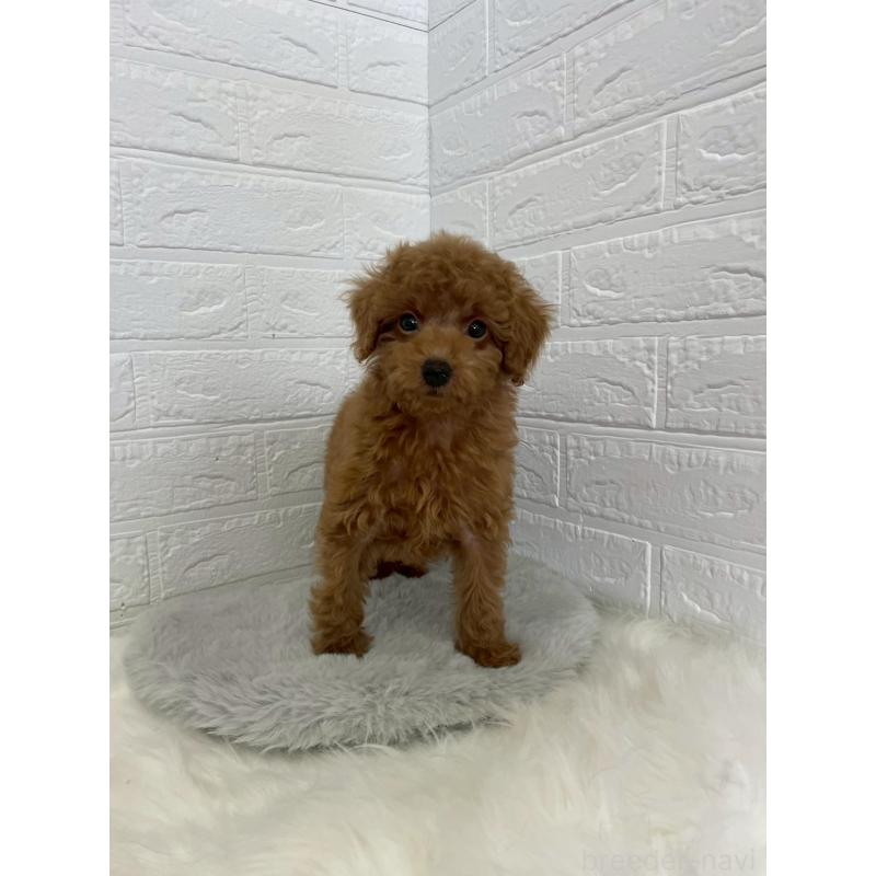 販売中の岡山県のタイニープードル-435363の7枚目