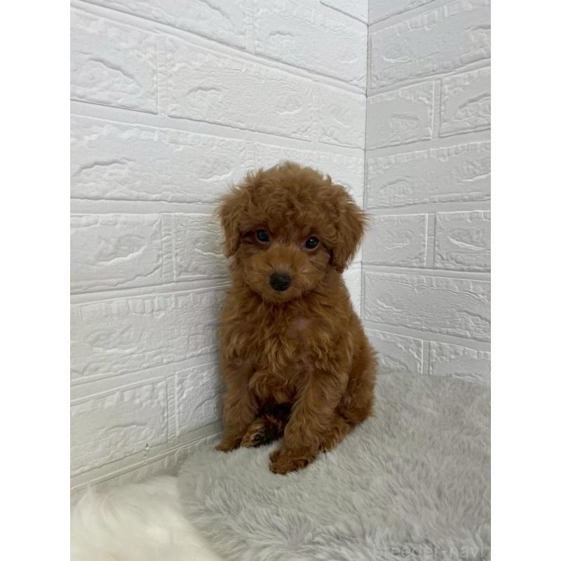 販売中の岡山県のタイニープードル-435363の6枚目