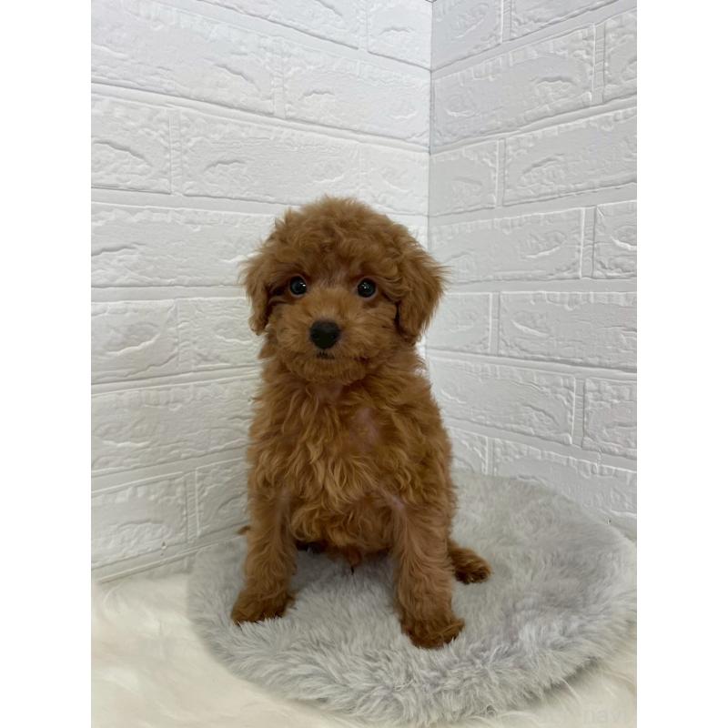 販売中の岡山県のタイニープードル-435363の5枚目