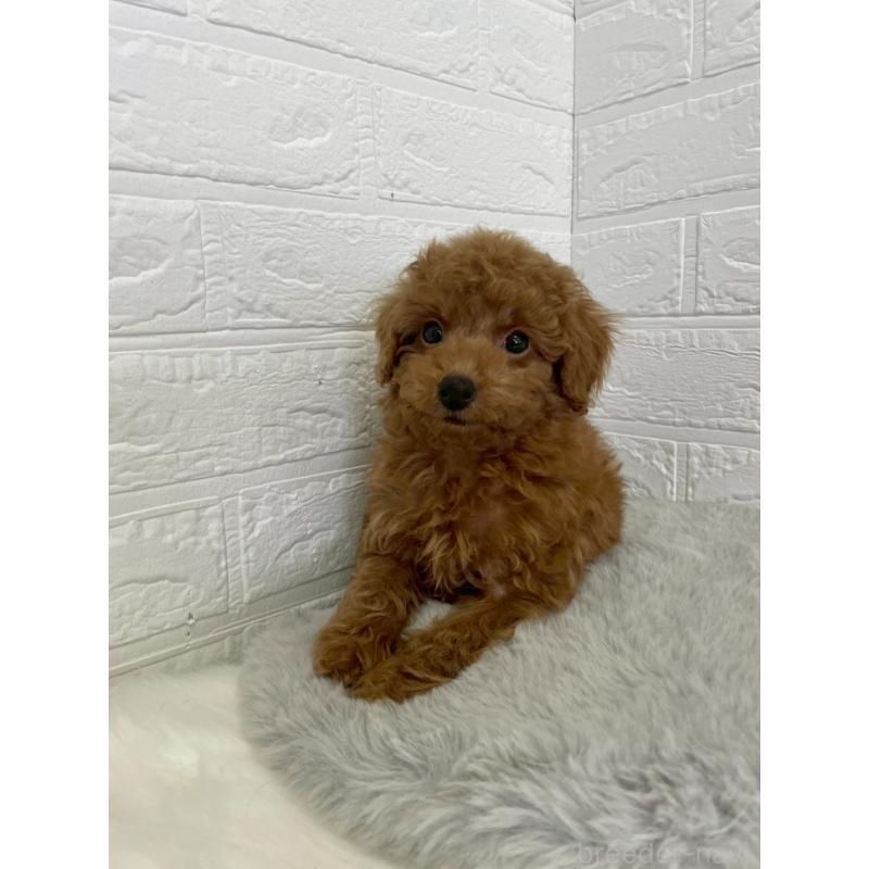 販売中の岡山県のタイニープードル-435363の4枚目