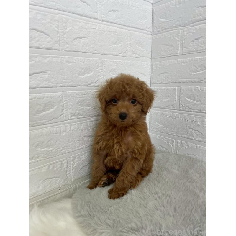 販売中の岡山県のタイニープードル-435363の3枚目