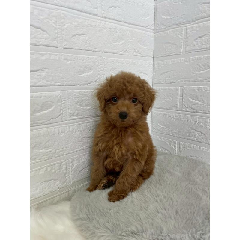 販売中の岡山県のタイニープードル-435363の2枚目