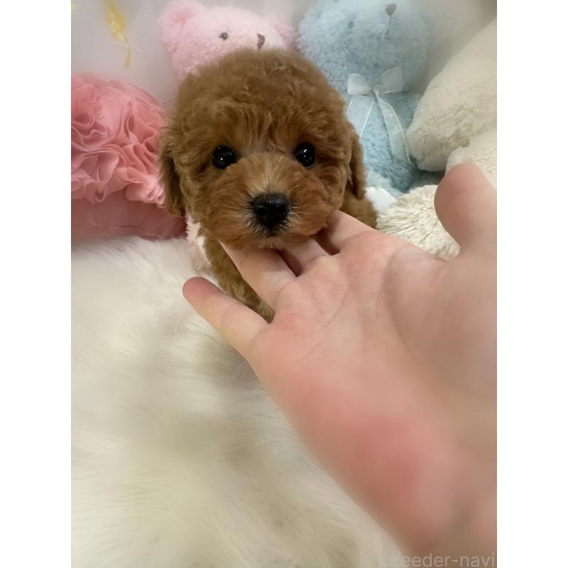 販売中の香川県のトイプードル-431837の5枚目