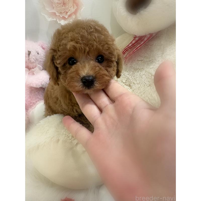 販売中の香川県のトイプードル-431837の4枚目