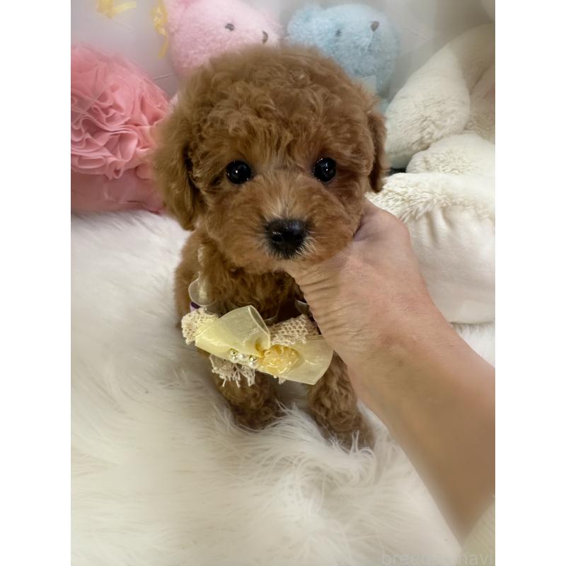 販売中の香川県のトイプードル-431837の3枚目