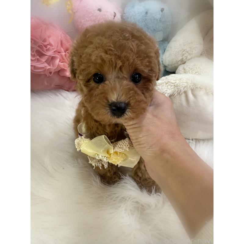 販売中の香川県のトイプードル-431837の2枚目