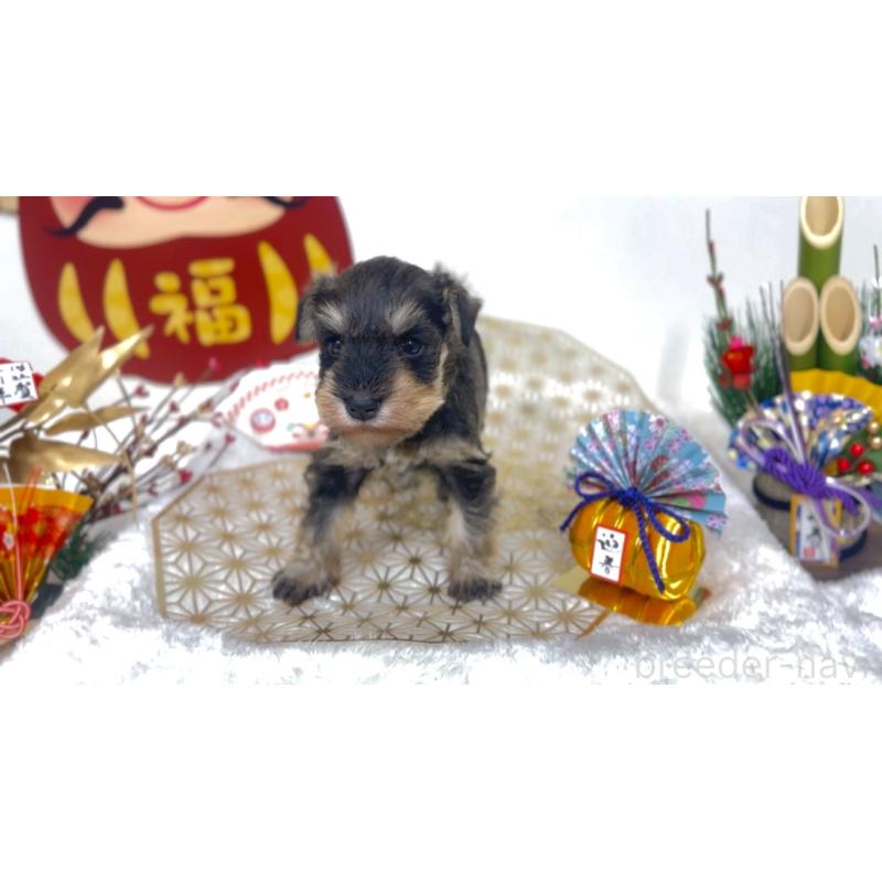 販売中の神奈川県のミニチュアシュナウザー-436769の2枚目