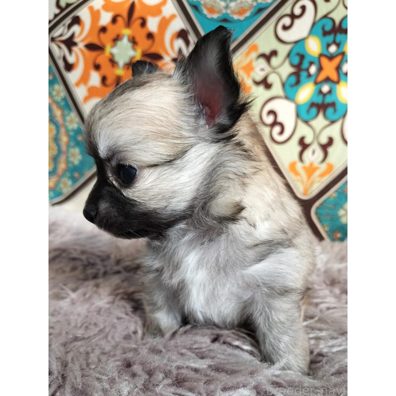 販売中の広島県のチワワ(ロングコート)-436787の5枚目