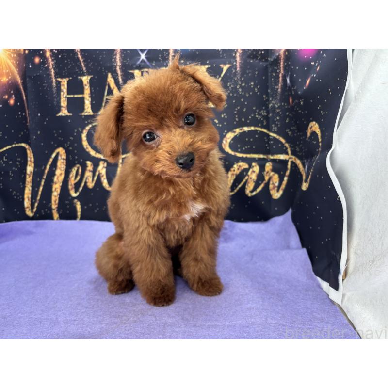 販売中の栃木県のタイニープードル-423194