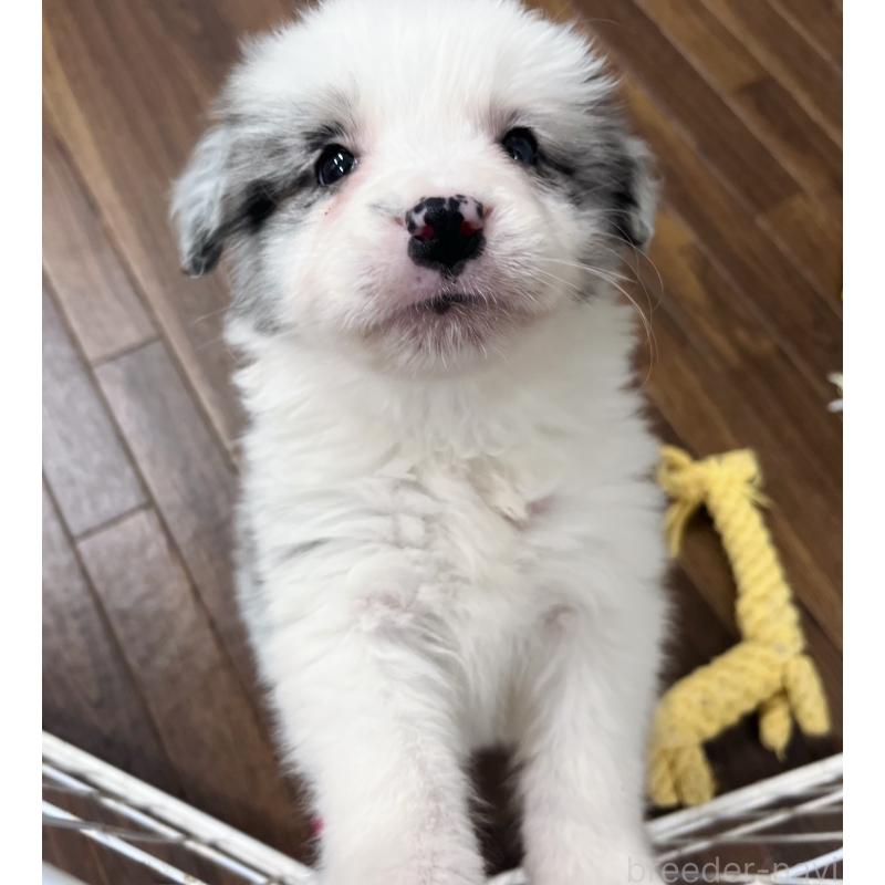 販売中の東京都のボーダーコリー-434096