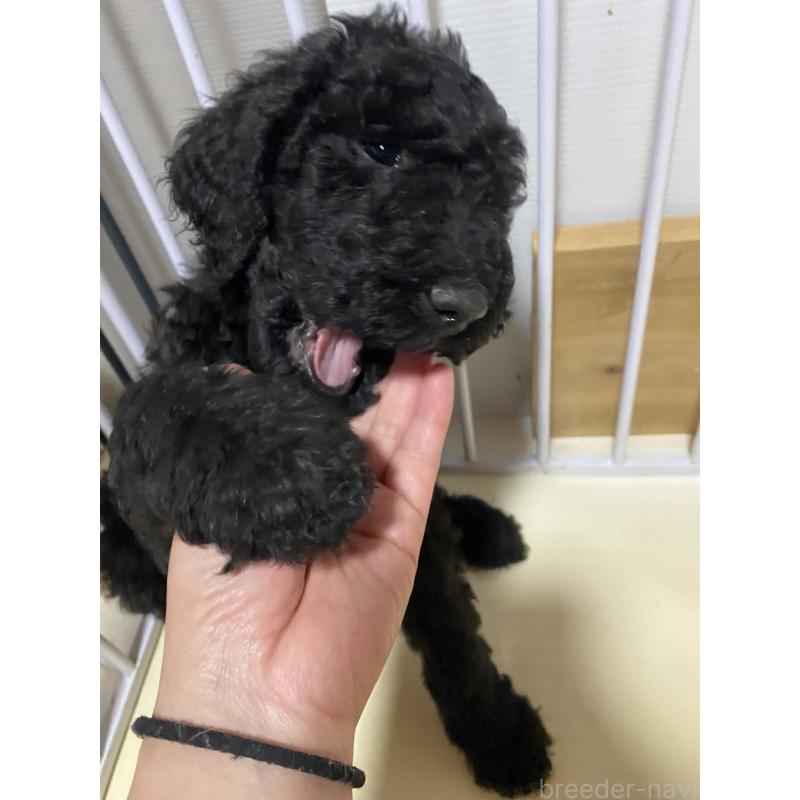 販売中の大阪府のゴールデンドゥードル:ゴールデンレトリーバー×プードル-436772の1枚目