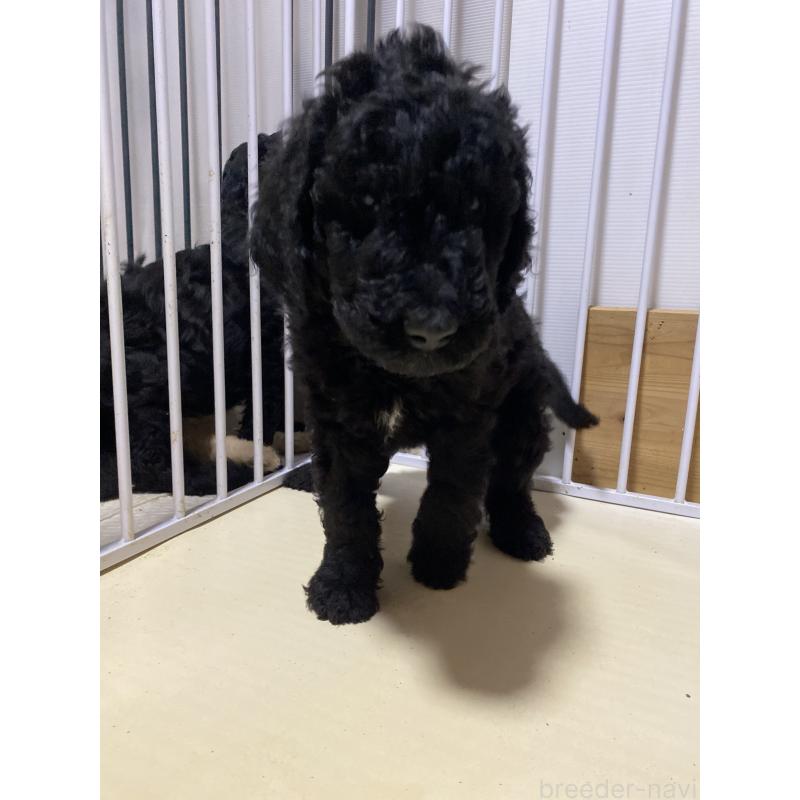 販売中の大阪府のゴールデンドゥードル:ゴールデンレトリーバー×プードル-436772の4枚目