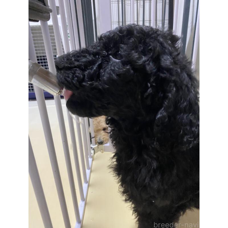 販売中の大阪府のゴールデンドゥードル:ゴールデンレトリーバー×プードル-436772の3枚目