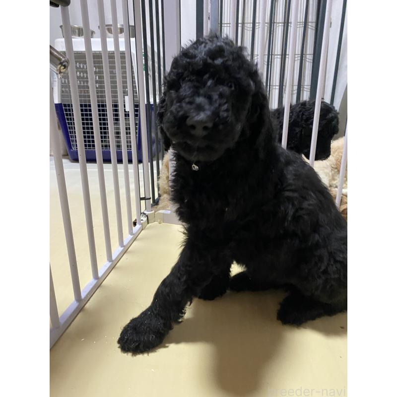 販売中の大阪府のゴールデンドゥードル:ゴールデンレトリーバー×プードル-436772の2枚目