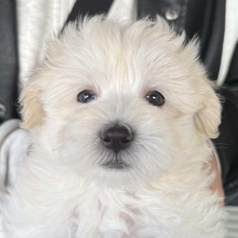 成約済の大阪府のマルプー:マルチーズ×トイプードル-436425の7枚目