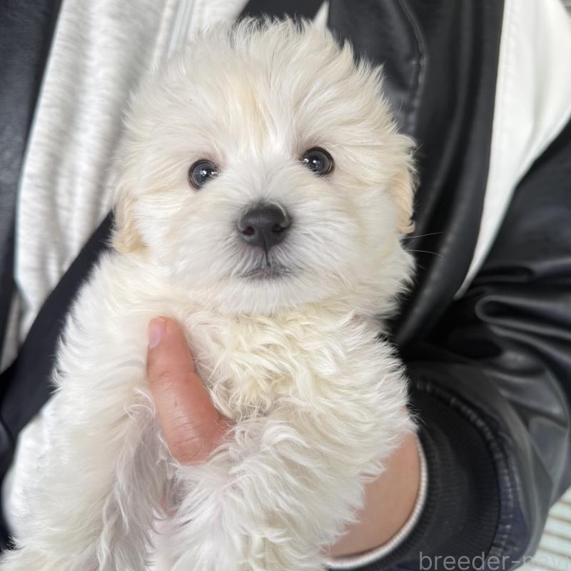 成約済の大阪府のマルプー:マルチーズ×トイプードル-436425の6枚目