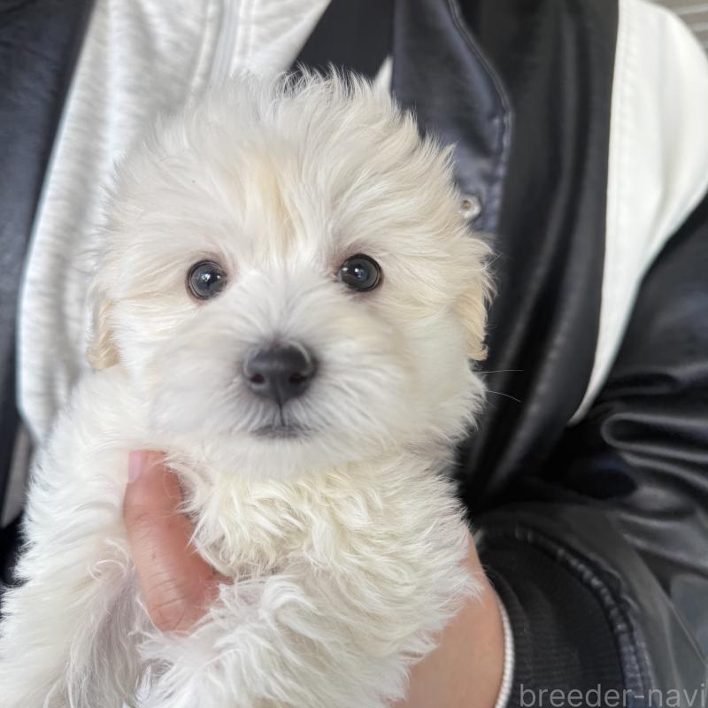 成約済の大阪府のマルプー:マルチーズ×トイプードル-436425の5枚目